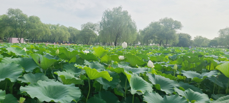 거실에서 침대겸 소파로 사용 거실에서 침대겸 소파로 사용