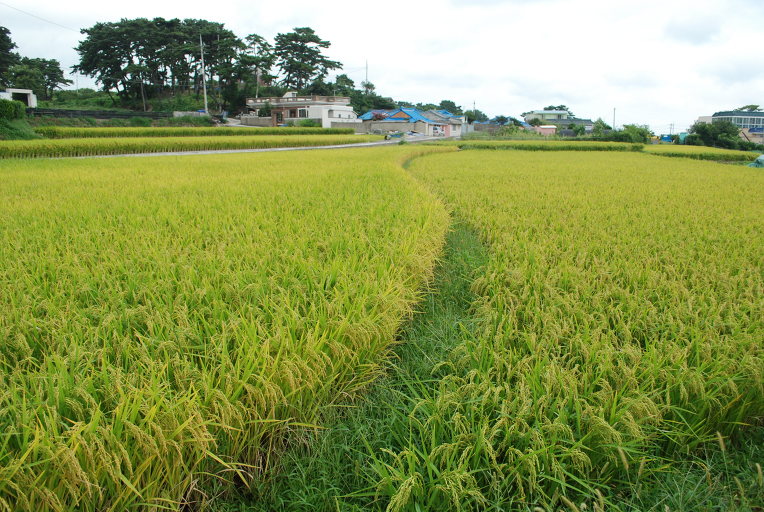 다가오는 추석 맞아 특별세일(한달만)합니다. 다가오는 추석 맞아 특별세일(한달만)합니다.
