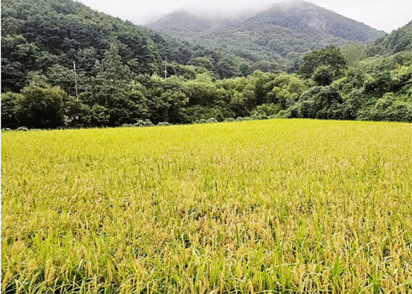 깔끔한 슈퍼싱글! 깔끔한 슈퍼싱글!