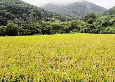 가족과 부모님 선물 숯침대! 가족과 부모님 선물 숯침대!