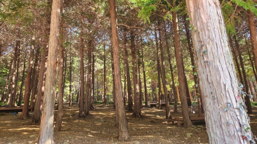 참숯침대의 특성